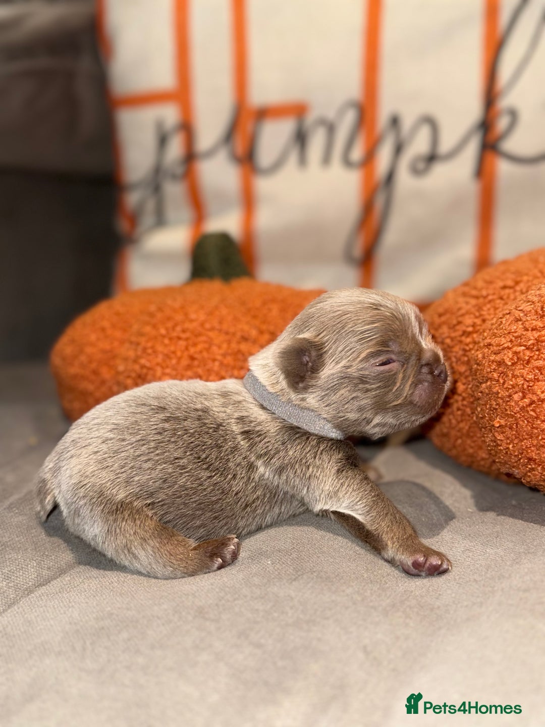 French Bulldog dogs for sale: 3 weeks old Fluffy french bulldog puppies - Image 12