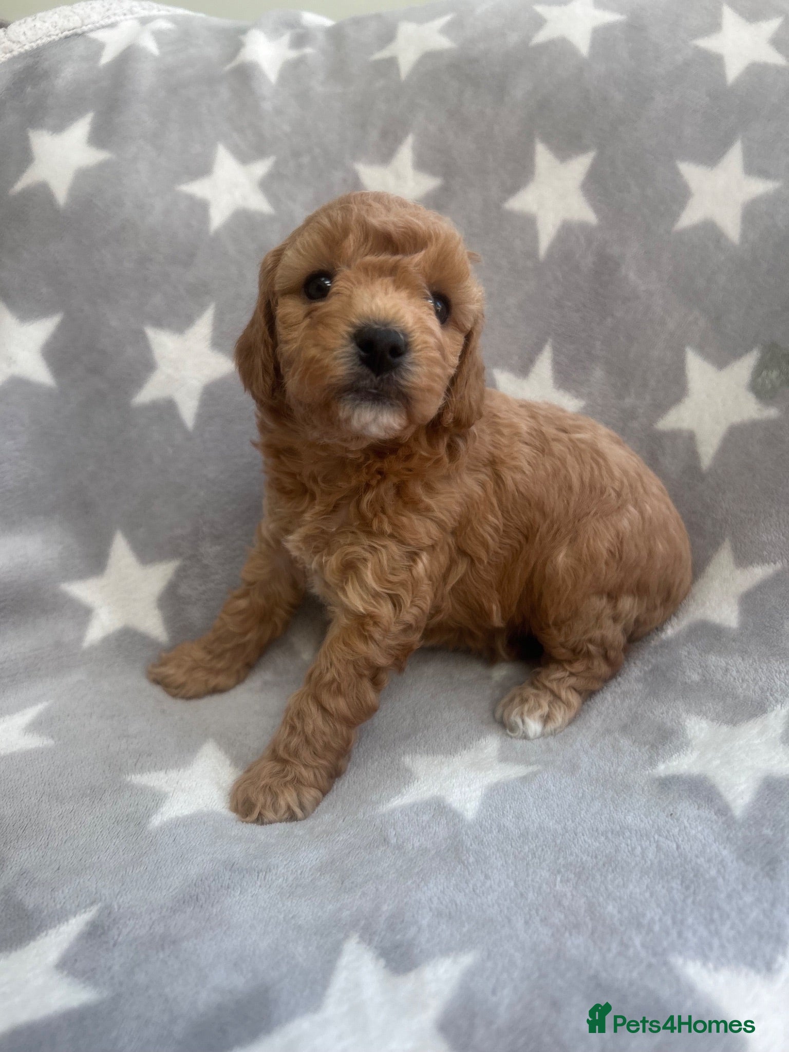 Cavapoo dogs 2 LEFT F1BB Cavapoo pups. - Advert 2