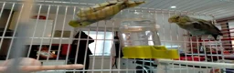 Parrots birds for sale: PAIR OF CELESTIAL PARROLETS LARGE CAGE ON WHEELS - Advert 5