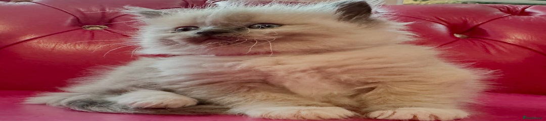 Ragdoll Kitten 2