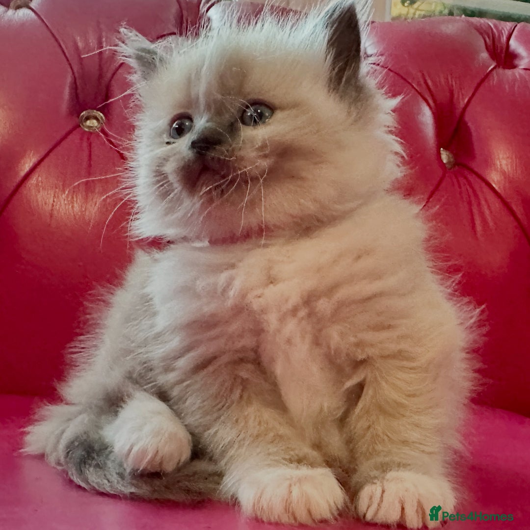 Ragdoll cats for sale: ragdoll kittens ready in 1 week  🩵💚💜 - Image 18