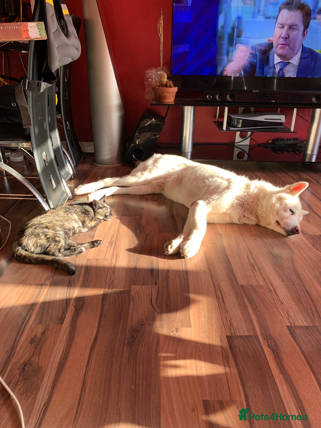 Mixed Breed cats for sale: Crossed BENGALS  - Image 30