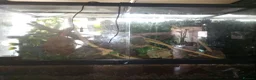 Mixed Breed reptiles for sale: Mix job lot selling my sons replites from £40-£900 - Advert 14