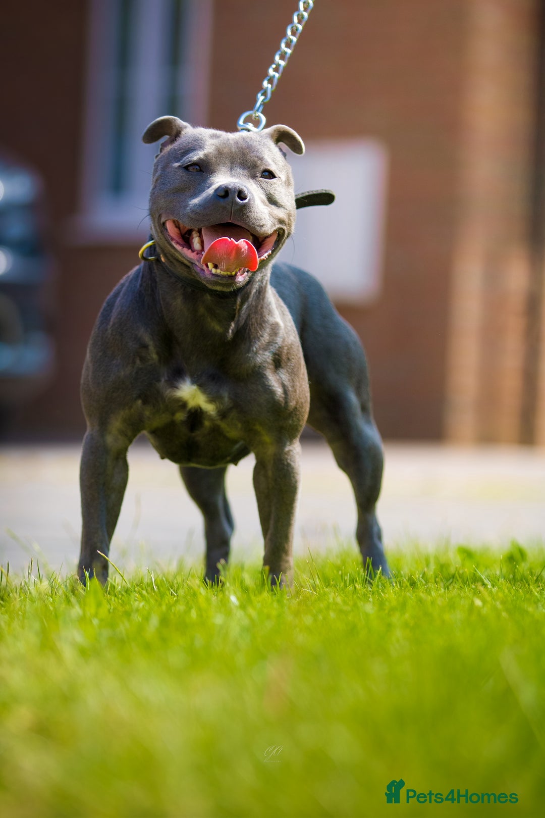 Staffordshire Bull Terrier dogs for sale: Quality Staffordshire Bull Terriers  - Image 22
