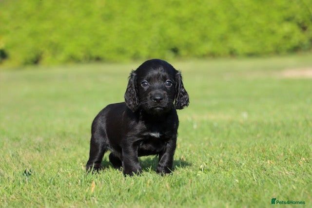 Cocker Spaniel dogs KC registered working cocker spaniel - Advert 2