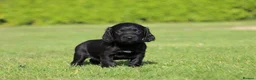 Cocker Spaniel dogs for sale: KC registered working cocker spaniel - Advert 1