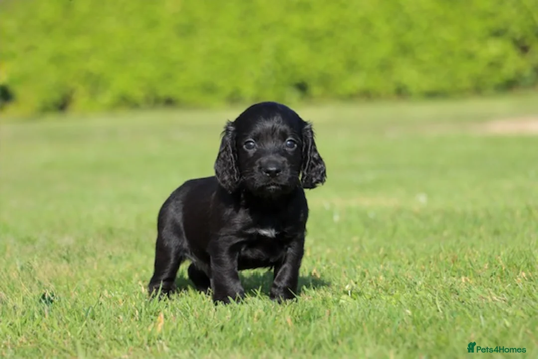 Cocker Spaniel dogs for sale: KC registered working cocker spaniel - Advert 1