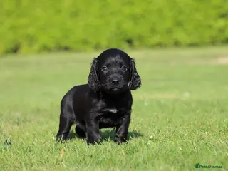 Cocker Spaniel dogs KC registered working cocker spaniel - Advert 1