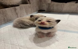 Ragdoll cats for sale: Beautiful Ragdoll Kittens  - Image 24