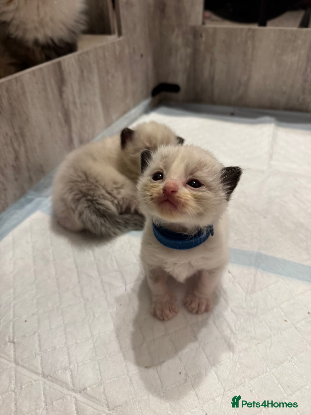 Ragdoll cats for sale: Beautiful Ragdoll Kittens  - Image 24