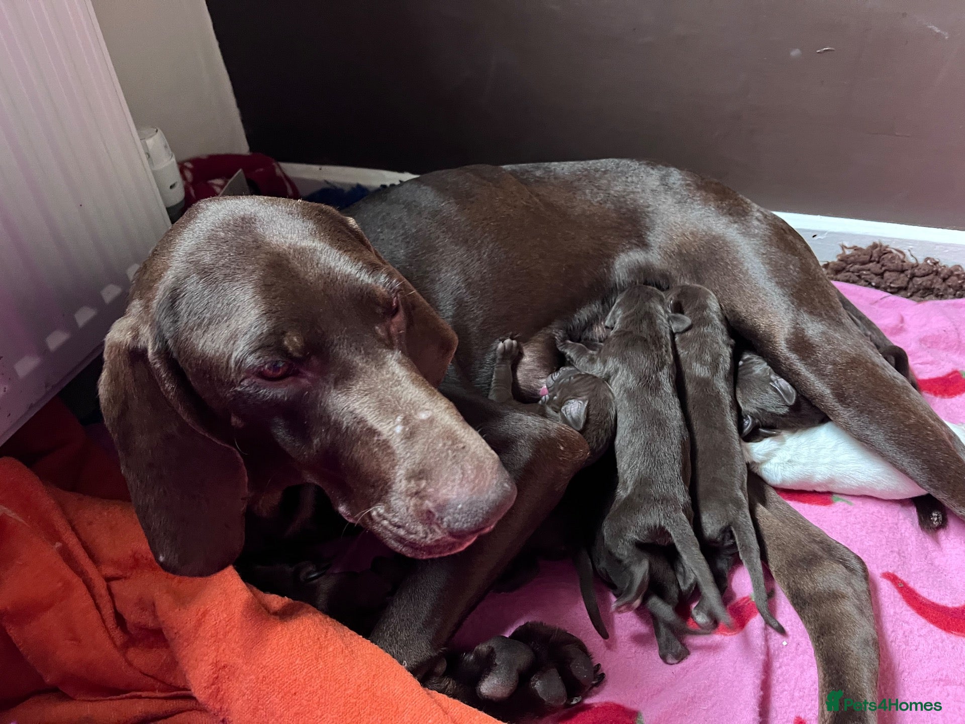 German Shorthaired Pointer dogs GSP puppies available to reserve - Advert 2