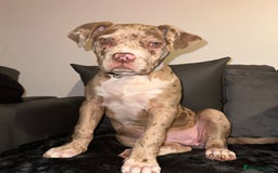 American Bully dogs for sale: Beautiful American bully  - Advert 4