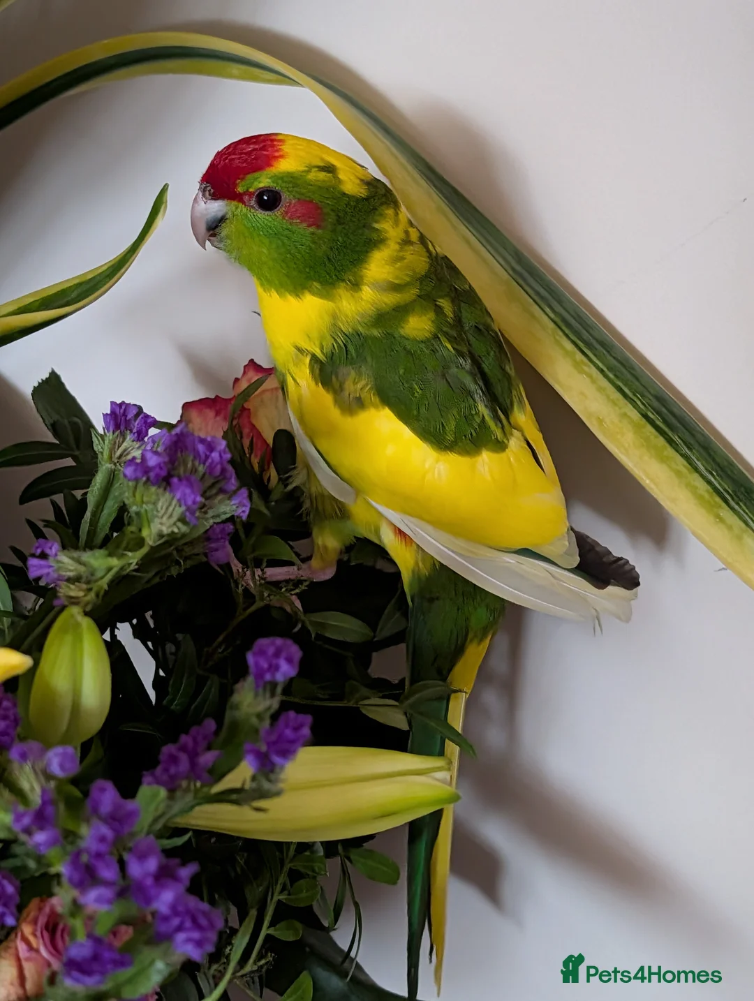 Parrots birds for sale: kakariki parrot - Advert 2