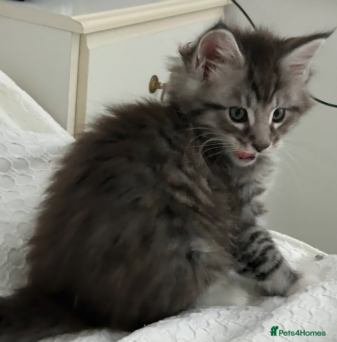 Maine Coon cats for sale: Gorgeous TICA Maine Coon Kittens - Advert 2