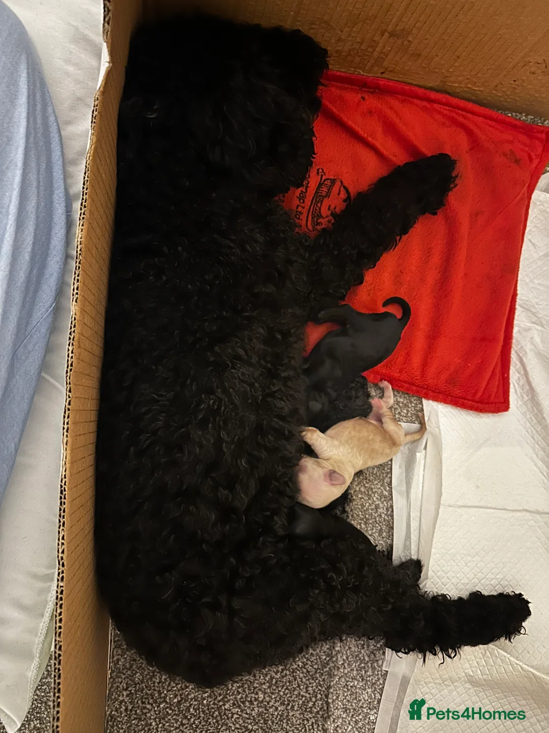 Miniature Poodle dogs for sale: Beautiful Miniature Poodles ** 2 now available  - Advert 7