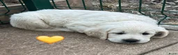Golden Retriever dogs for sale: KC Registered Golden Retrievers in Atherstone - Advert 3