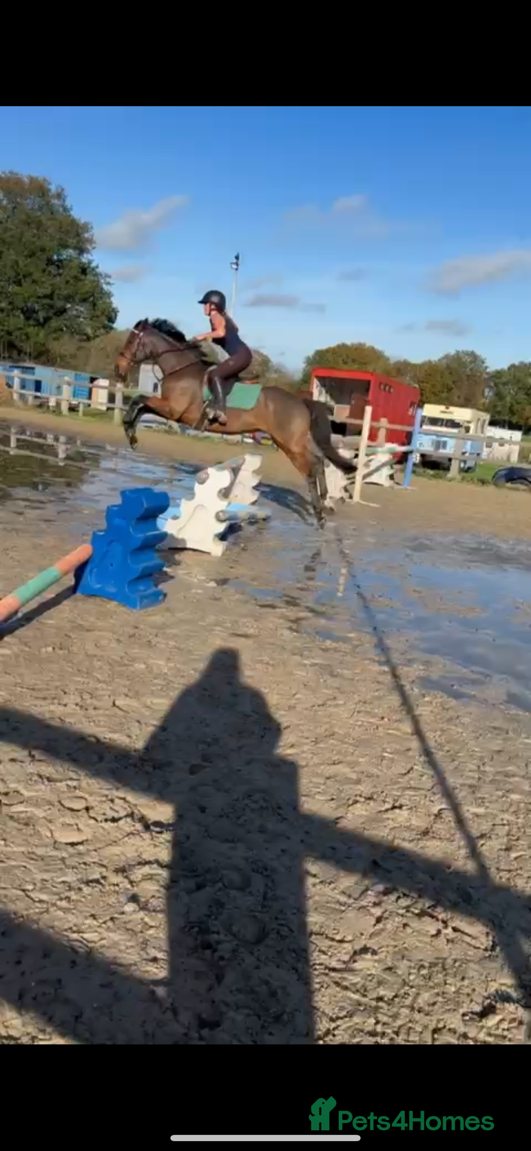 English Thoroughbred horses for sale: Super safe alrounder gelding  - Advert 23