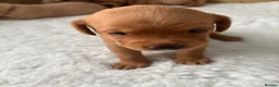 Labrador Retriever dogs for sale: Gorgeous Labrador puppies  - Advert 3
