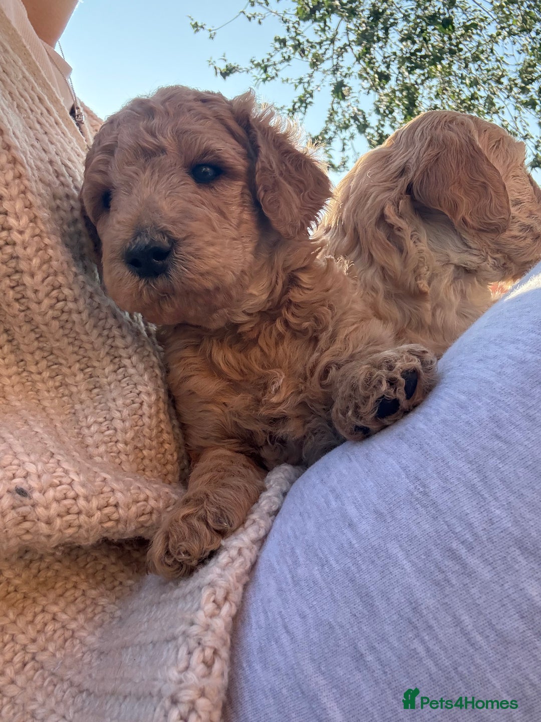 Irish Doodle dogs for sale: 6 beautiful F1b Irish Doodle puppies ❤️🐶 - Image 15