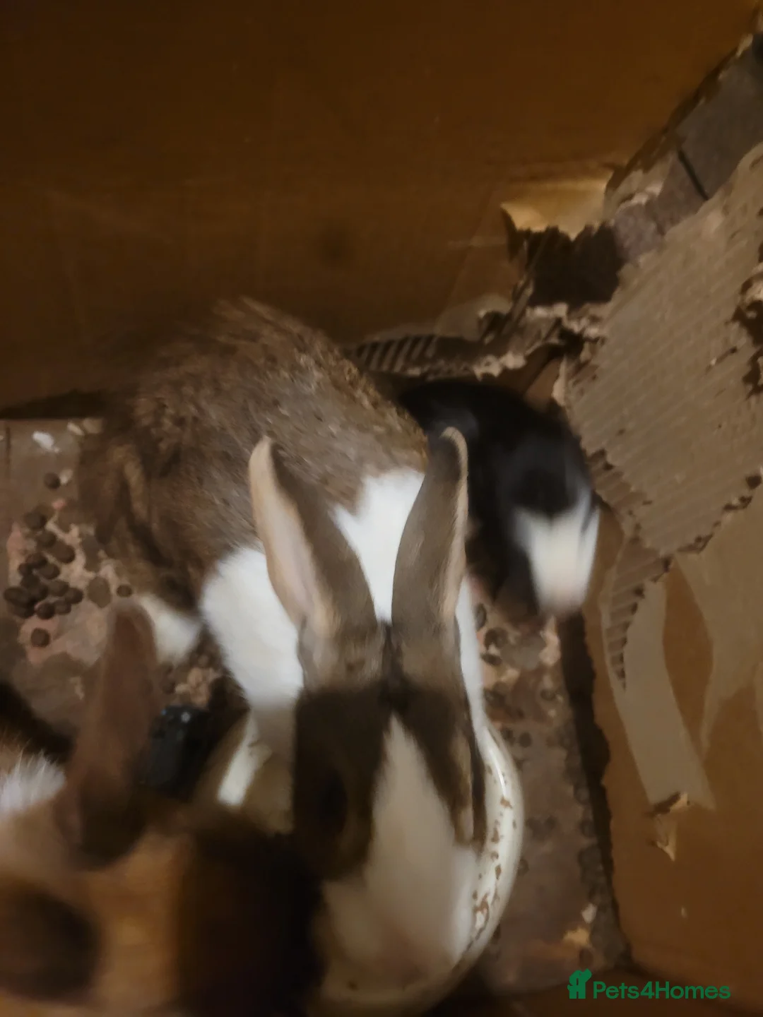 Dutch rabbits for sale: Dutch doe rabbit for sale - Advert 5