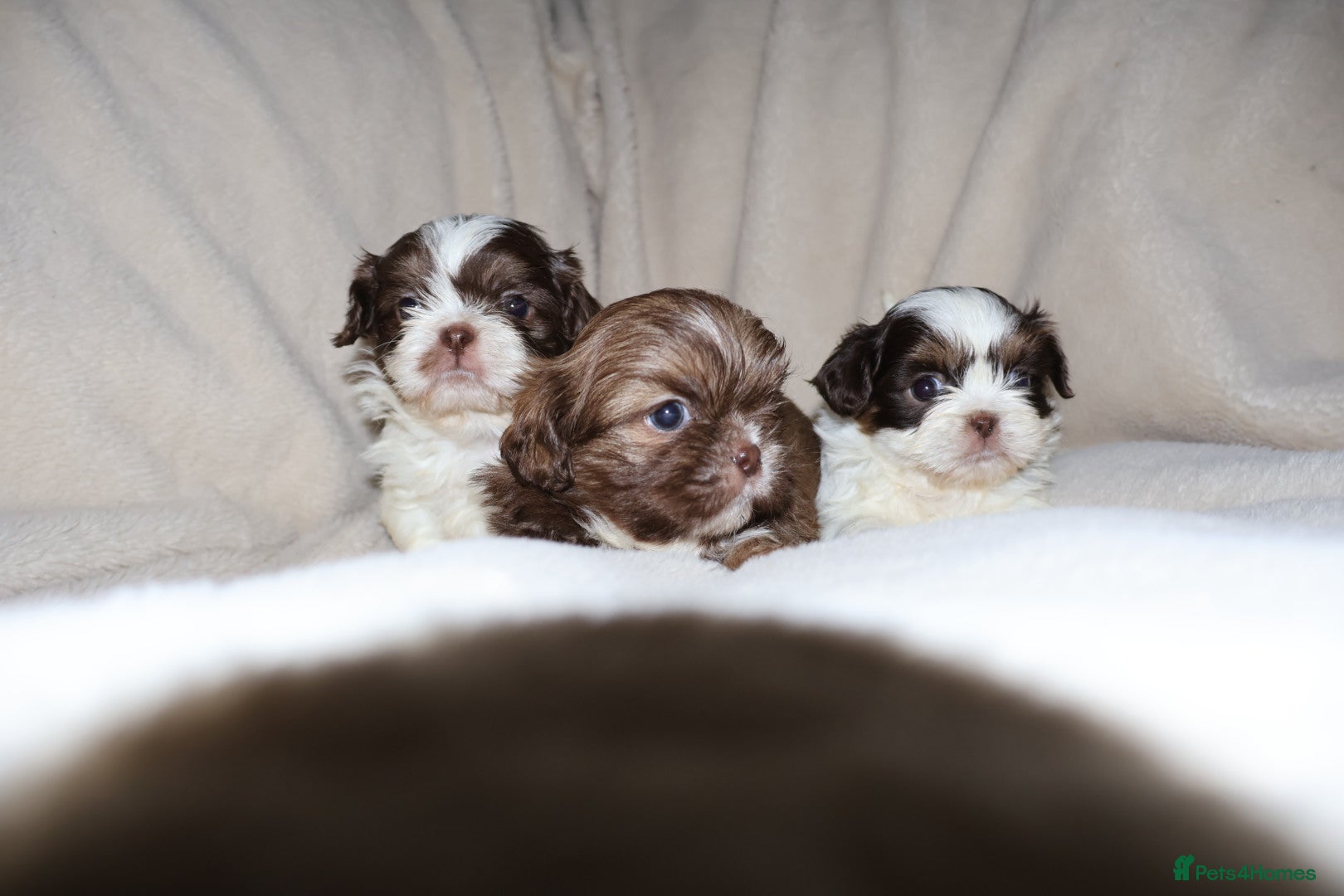 Shih Tzu dogs ✨Ultimate DNA Imperial’s now available✨ - Advert 22