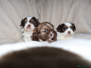 Shih Tzu dogs ✨Ultimate DNA Imperial’s now available✨ - Advert 22