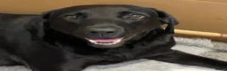 Labrador Retriever dogs for sale: KC Reg Black Labrador Puppies (£1600 Fixed Price) in Lydney - Advert 8