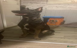 Belgian Shepherd Dog dogs for stud: Belgium malinois stud dog  in Bath - Image 2