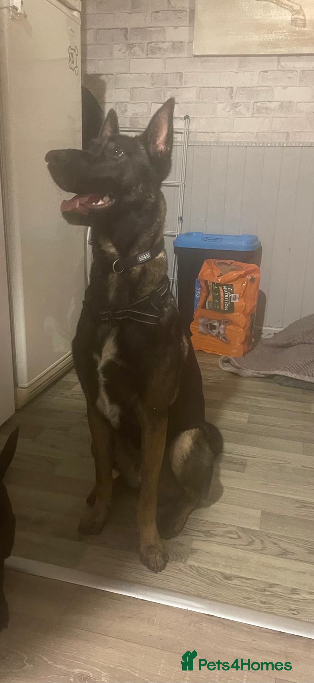 Belgian Shepherd Dog dogs for stud: Belgium malinois stud dog  in Bath - Image 2