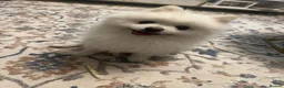 Pomeranian dogs for stud: White Pomeranian Male Available for Stud - Advert 2