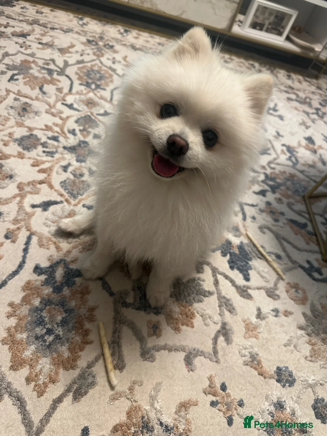 Pomeranian dogs for stud: White Pomeranian Male Available for Stud - Advert 2