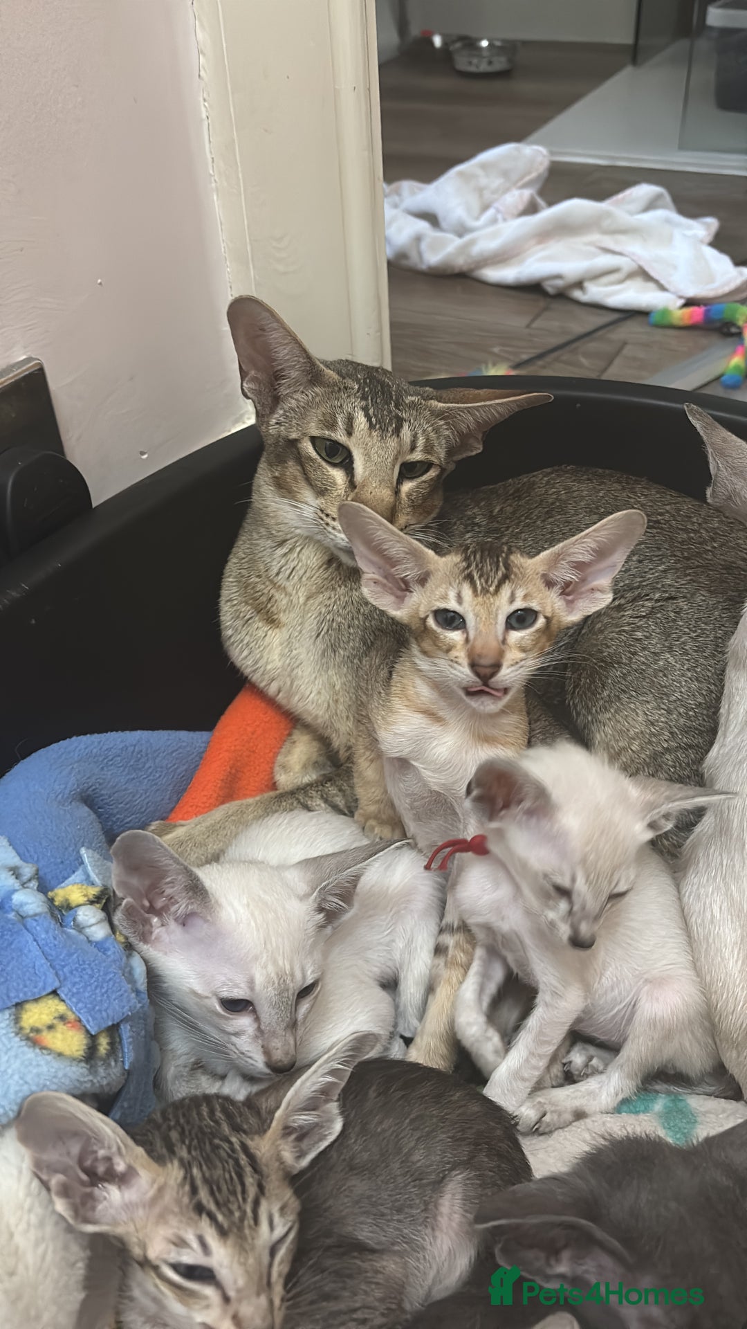 Siamese cats for sale: AMAZING SIAMESE and ORIENTAL BABIES - Advert 1