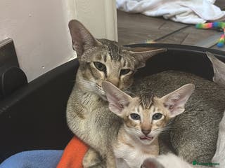 Siamese cats AMAZING SIAMESE and ORIENTAL BABIES - Advert 1