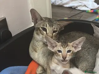 Siamese cats AMAZING SIAMESE and ORIENTAL BABIES - Advert 2