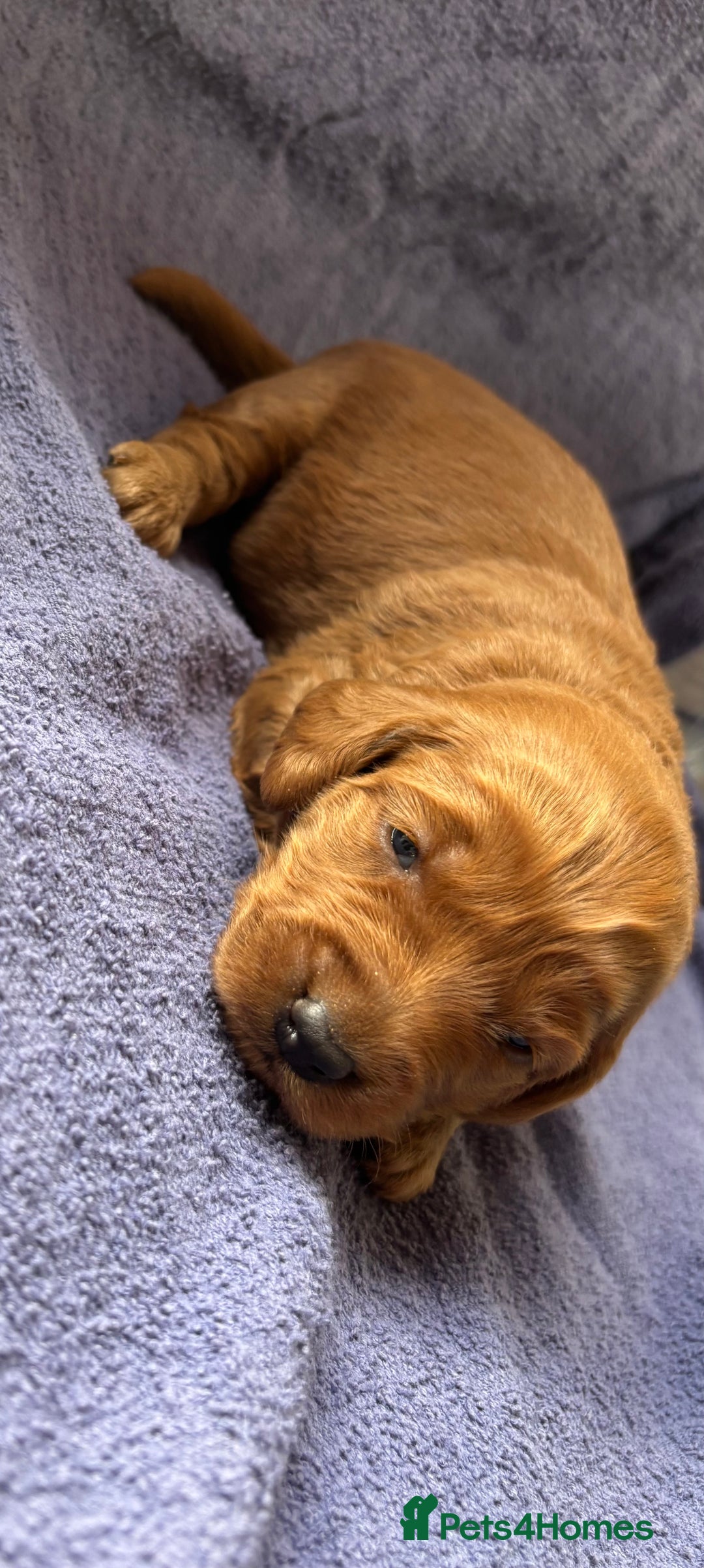 Labradoodle dogs for sale: F1 Labradoodle puppy’s  - Image 1