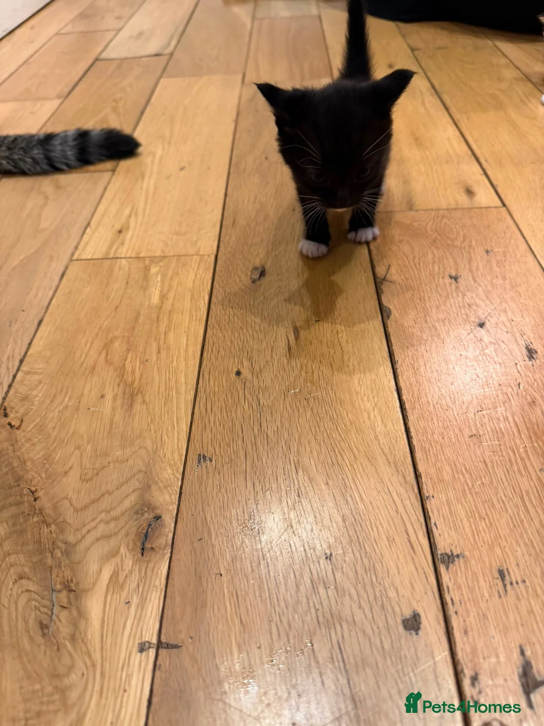 Mixed Breed cats for sale: Persian x - Advert 2