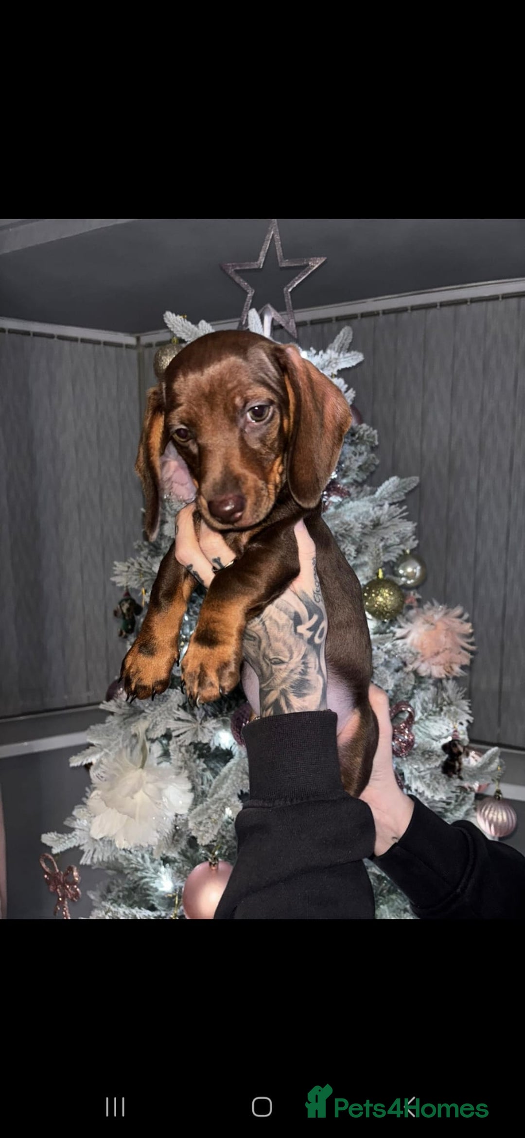 Dachshund dogs for sale: Stunning Chocolate Female Dachshund  - Advert 2