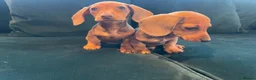 Dachshund dogs for sale: Dachshund puppies  in Llanelli - Advert 13