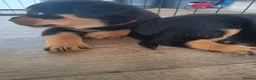 Rottweiler dogs for sale: Forever home  in Plymouth - Advert 3