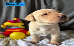 Labrador Retriever dogs for sale: 🐶 8 Gorgeous KC Labrador Puppy’s 🐶 - Image 15