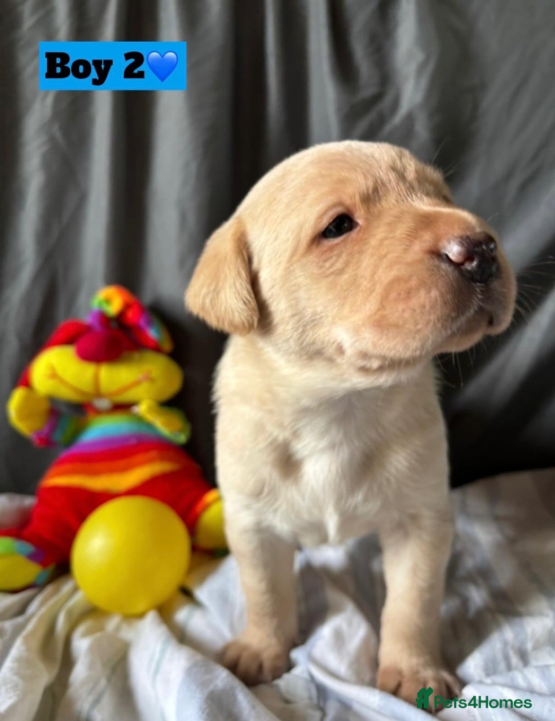 Labrador Retriever dogs for sale: 🐶 8 Gorgeous KC Labrador Puppy’s 🐶 - Image 15