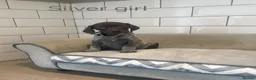German Shorthaired Pointer dogs for sale: 🤎🤍 KC reg German Shorthaired Pointers 🤍🤎 - Advert 9