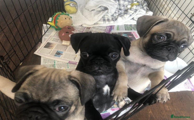 Pug dogs - Advert 12