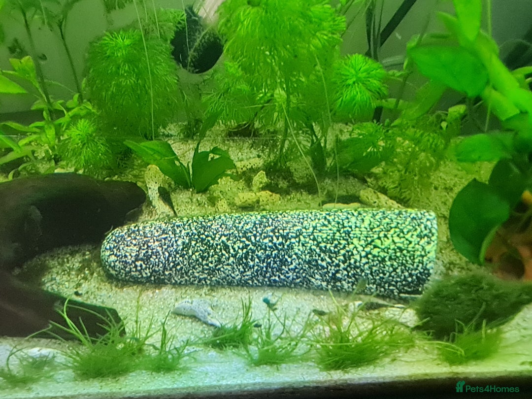 Catfish fish for sale: 22 Baby Common Bristlenose Catfish  - Image 4