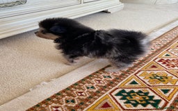 Pomeranian dogs for sale: Stunning litter merl Pomeranian - Image 20