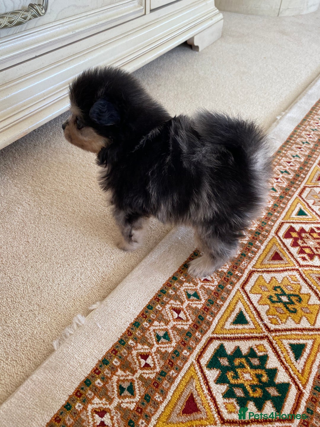 Pomeranian dogs for sale: Stunning litter merl Pomeranian - Image 20