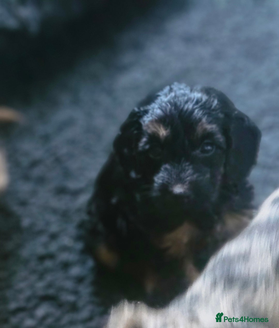 Cockapoo dogs for sale: The best cockapoos - Image 27