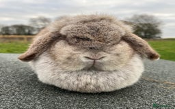 Mini Lop rabbits for sale: Mini lop does available  - Image 1