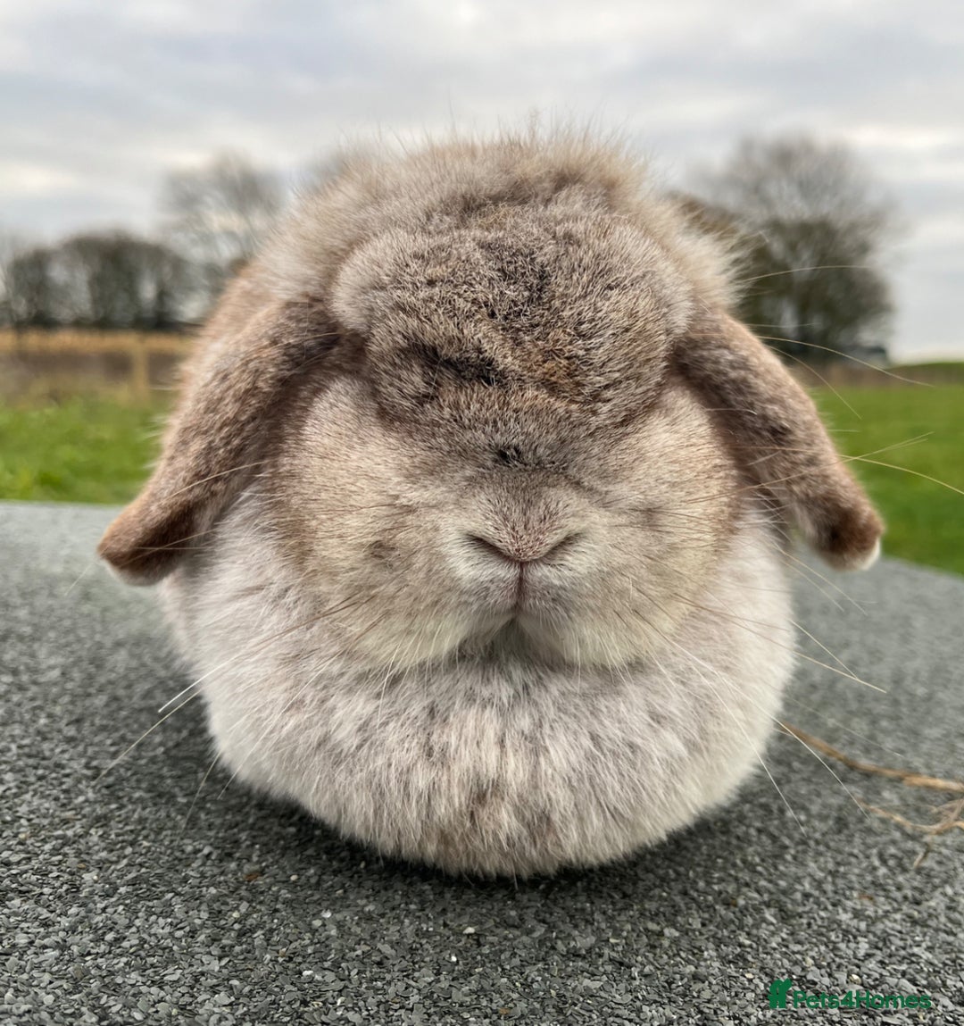 Mini Lop rabbits for sale: Mini lop does available  - Image 1