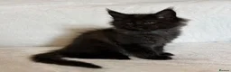 Maine Coon cats for sale: READY NOW 🐾 STUNNING GCCF MAINE COON KITTENS 🐾 - Advert 24